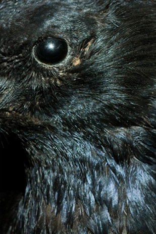 Noir Marcos Arroyo 001